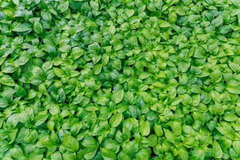 Pepper seedling close up, top view. The first flowering of pepper. Stock Photos