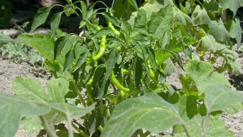 Pepper Seedling Video stock 201734388