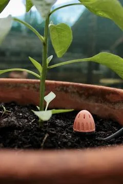 A pepper seedling grows in the soil in a pot and a water sprayer is nearby Stock Photos
