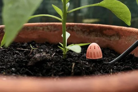 A pepper seedling grows in the soil in a pot and a water sprayer is nearby Stock Photos