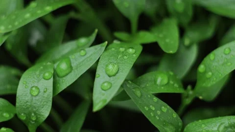 Pepper seedling leaves close up Stock Footage 192972136