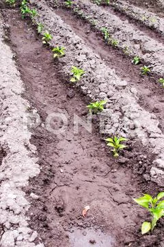 Pepper seedling Stock Photos