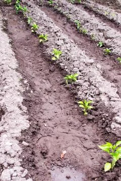 Pepper seedling Stock Photos