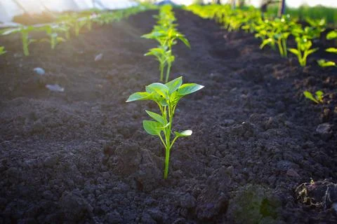 Pepper seedling planted in a row in the garden. Stock Photos