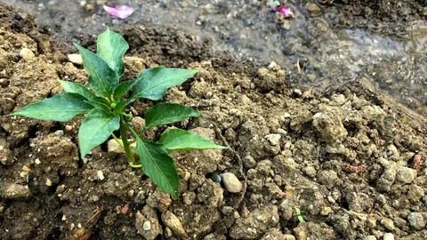 Pepper seedling swaying in wind Stock Footage 112414483