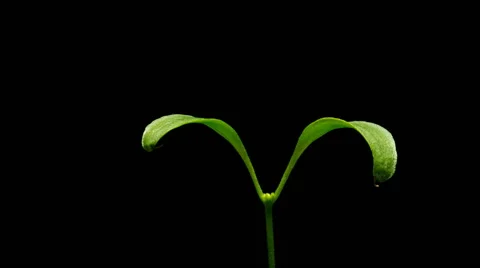 Pepper Seedling Time-lapse Stock Footage 63788986