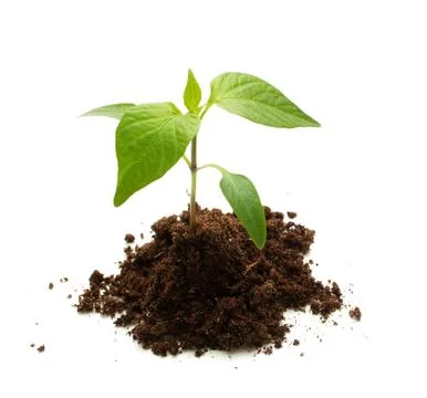 Pepper seedling on white background Stock Photos