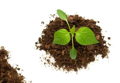 Pepper seedling on white background Stock Photos