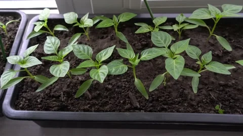 Pepper seedlings in a box close-up Video stock 238021622