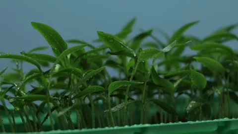 Pepper seedlings in a box Stock Footage 192972140