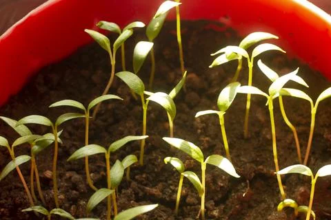 Pepper seedlings close-up, blurred background Stock Photos