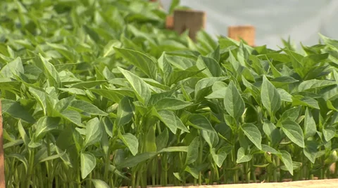 Pepper seedlings close-up Stock Footage 36979242