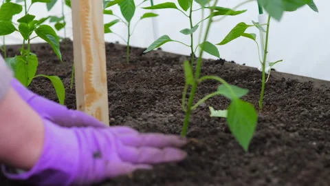 Pepper seedlings in a greenhouse Stock Footage 293576227