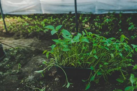 Pepper seedlings grow in spring. Selective focus. Stock-Fotos