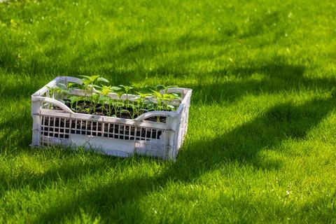 Pepper seedlings growing in plastic crate outdoors during daytime Stock Photos
