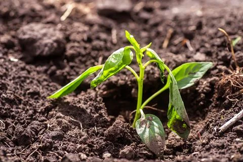 Pepper seedlings growing in the soil. Selective focus. 스톡 사진