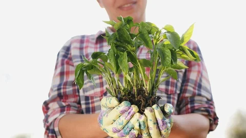 Pepper seedlings in the hands of a farmer, close-up Stock Footage 129671381
