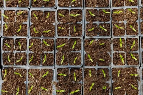Pepper seedlings have 4 small leaves. Growing seedlings. Stock Photos