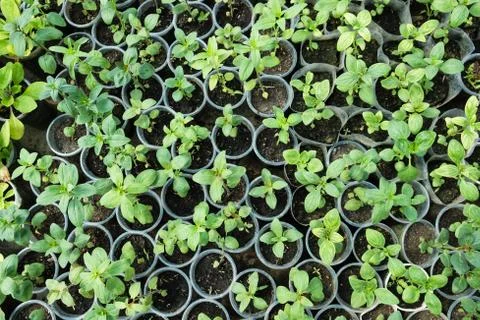 Pepper seedlings at hothouse Stock Photos
