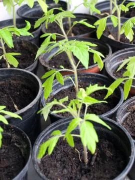 Pepper seedlings Foto stock