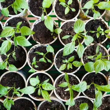 Pepper seedlings Stock Photos
