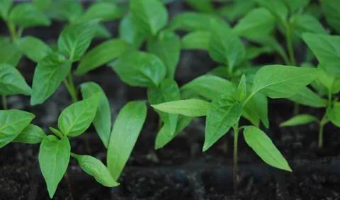 Pepper seedlings Stock Photos