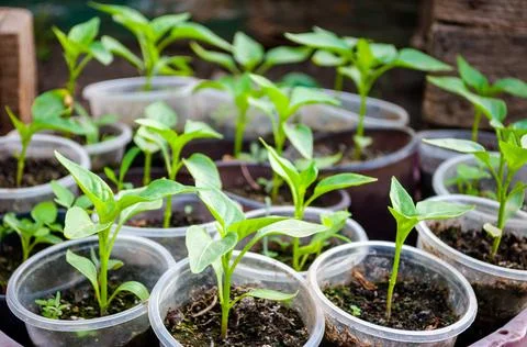 The pepper seedlings in plastic cups. Stock Photos