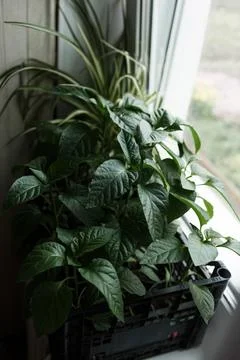 Pepper seedlings in a plastic pot stand at home on a white windowsill. Stock Photos