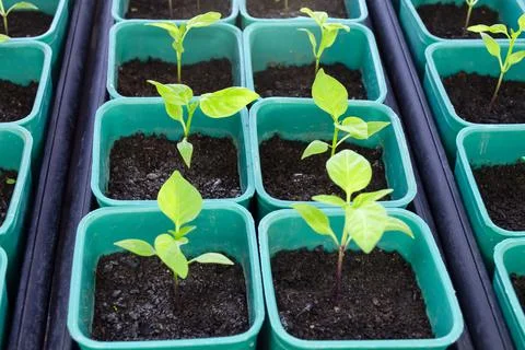Pepper seedlings in plastic pots. Growing seedlings in early spring in the gr Stock Photos