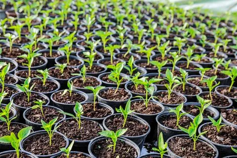 Pepper seedlings in plastic pots. Growing seedlings in early spring in the gr Stock Photos