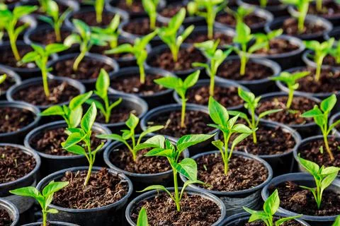 Pepper seedlings in plastic pots. Growing seedlings in early spring in the gr Stock Photos