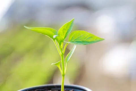 Pepper seedlings in plastic pots. Growing seedlings in early spring in the gr Stock Photos