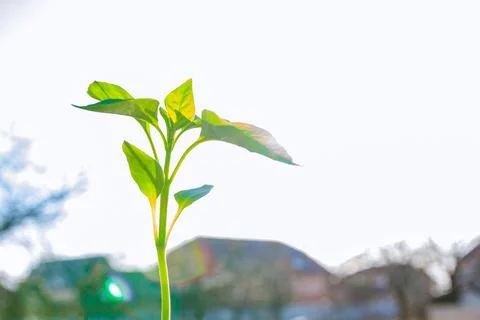 Pepper seedlings in plastic pots. Growing seedlings in early spring in the gr Stock Photos