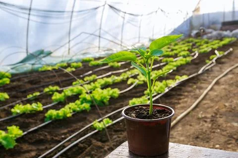 Pepper seedlings in plastic pots. Growing seedlings in early spring in the gr Stock Photos