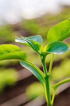 Pepper seedlings in plastic pots. Growing seedlings in early spring in the gr Stock Photos
