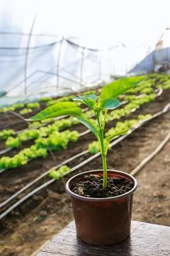 Pepper seedlings in plastic pots. Growing seedlings in early spring in the gr Stock Photos
