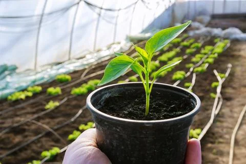 Pepper seedlings in plastic pots. Growing seedlings in early spring in the gr Stock Photos