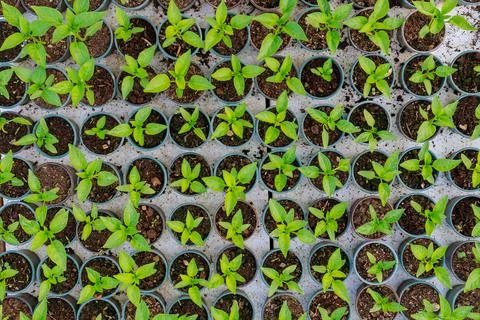 Pepper seedlings in plastic pots. Growing seedlings in early spring in the gr Stock Photos