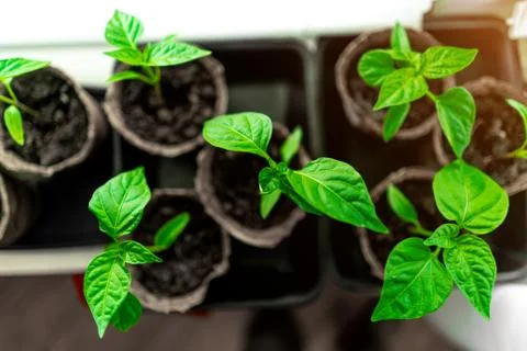 Pepper seedlings in pots on the windowsill Stock Photos