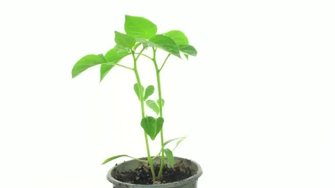 Pepper seedlings on a white background. 스톡 동영상 173113648