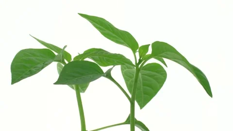 Pepper seedlings on a white background. Stock Footage 173113684