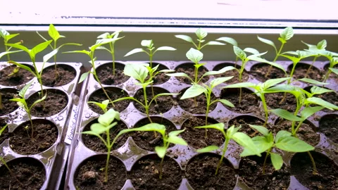 Pepper seedlings on the windowsill. Selective focus. Stock Footage 151885382