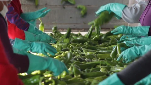 Pepper separation process in processing plant 02 Vídeos de archivo 130044277