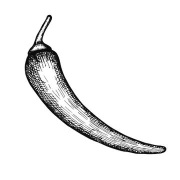 Pepper sharp sketch isolated on white background Illustrazione stock