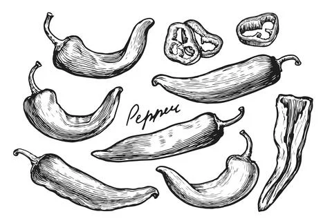 Pepper sketch set. Farm vegetables, spicy ingredients for cooking Stock Illustration