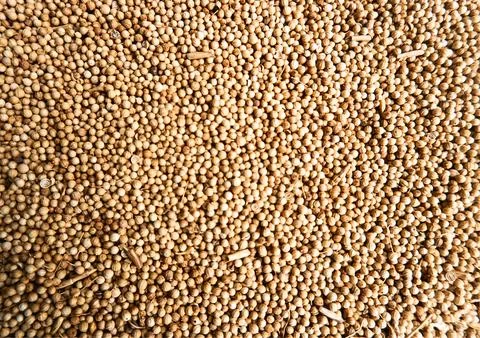 The pepper spice Stock Photos