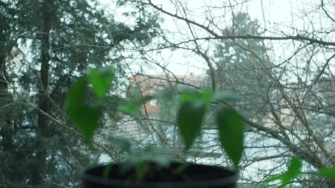 Pepper in spring home window with last snowing in outside super slow motion  Stock Footage 236985069