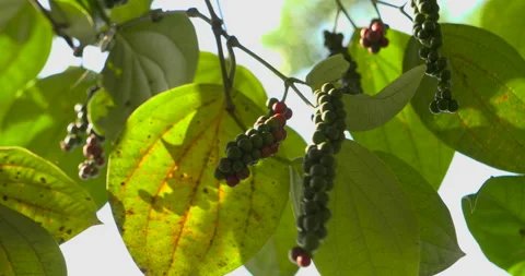 Pepper sprout tree precursor to harvest. Pepper harvest symbolizes agricultural Stock Footage 264043845