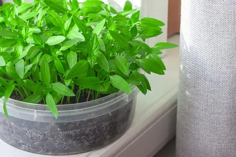 Pepper sprouts in plastic pot on the white windowsill, selective focus. Stock Photos