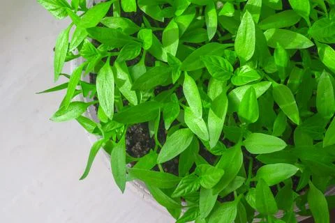 Pepper sprouts in plastic pot on the white windowsill, selective focus. Stock Photos